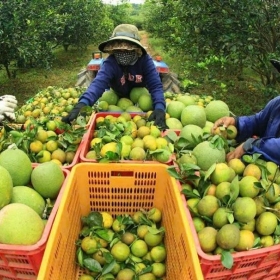 Ban hành Nghị định về đăng ký tổ hợp tác, hợp tác xã, liên hiệp hợp tác xã