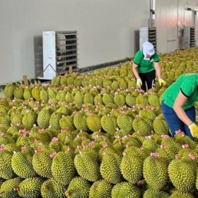 Hải quan chỉ đạo ưu tiên thông quan nông sản, đặc biệt là sầu riêng