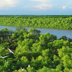 Ứng dụng AI trong việc bảo tồn động vật quý hiếm