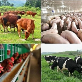 Ứng dụng công nghệ mới trong xử lý chất thải chăn nuôi