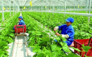 Nỗ lực giảm phát thải khí nhà kính trong lĩnh vực trồng trọt hướng tới nền nông nghiệp xanh