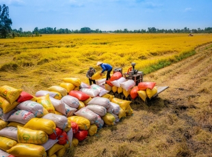 Doanh nghiệp sản xuất gạo trong nước liên tục trúng các gói thầu gạo lớn