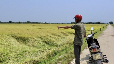 Quảng Bình: Gần 2.800 ha lúa bị đổ rạp do mưa lớn, giông lốc