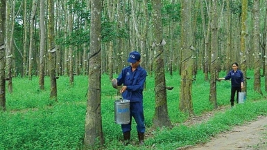 Hai cổ phiếu cao su tăng trần nhờ đất khu công nghiệp