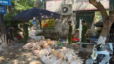 Vĩnh Phúc bắt quả tang hàng tấn thịt lợn 'ốm' sơ chế bán vào khu công nghiệp