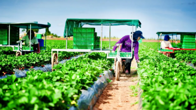 Ngăn chặn tình trạng lừa đảo đưa lao động Việt Nam đi làm việc tại Australia trong ngành nông nghiệp