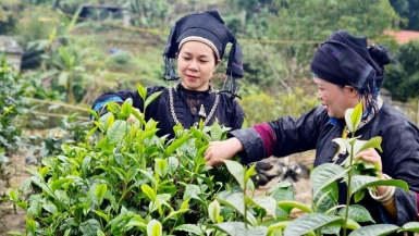 Tỷ lệ giải ngân Chương trình mục tiêu quốc gia vùng đồng bào dân tộc thiểu số còn thấp