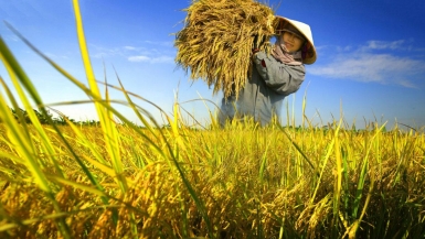 Ban Bí thư chỉ đạo về đổi mới công tác đào tạo nghề cho lao động nông thôn