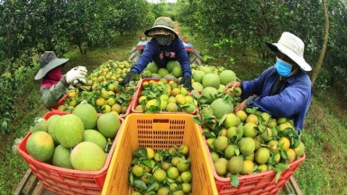 Ban hành Nghị định về đăng ký tổ hợp tác, hợp tác xã, liên hiệp hợp tác xã