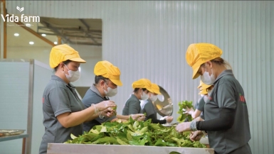 Vida Farm - trà thảo mộc Việt cán mốc doanh thu triệu USD trên Amazon