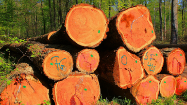 Việt Nam chi gần 2 tỷ USD nhập khẩu gỗ nguyên liệu