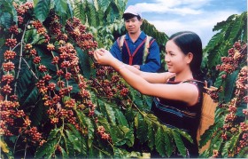 Thủ tướng Chính phủ chỉ đạo về phát triển ngành cà phê và ngành tôm