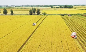 Sẵn sàng cho Đề án Phát triển bền vững 1 triệu ha lúa chất lượng cao, phát thải thấp