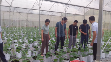 Tuyên Quang: Phát huy vai trò hợp tác xã nông nghiệp theo mô hình mới