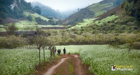 Lên cao nguyên Mộc Châu khám phá vẻ đẹp mùa hoa cải