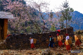 Sắc xuân hồng trên cao nguyên đá