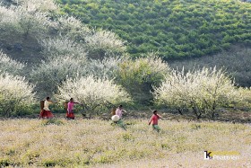 Mộc Châu trắng trời hoa mận