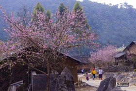 Mùa xuân nơi cao nguyên đá Hà Giang khiến du khách say mê