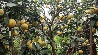 Bưởi Diễn được mùa nhưng lại lo về giá