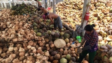 1500 trái dừa chỉ bán được hơn 3 triệu đồng, người trồng dừa “kém vui” khi Tết đã gần kề