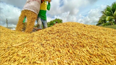 Sản lượng lúa cả nước năm 2021 tăng 1,1 triệu tấn