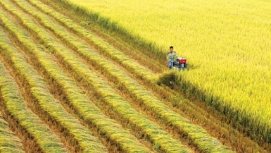 Lúa gạo đồng bằng sông Cửu Long rớt giá mạnh