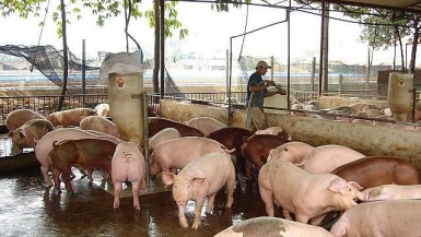 Giá tăng và lo ngại thị trường thịt lợn
