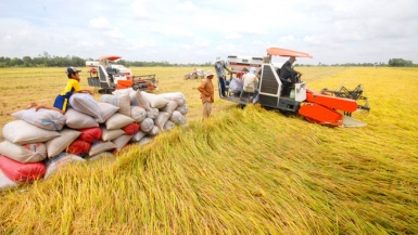 Nông dân miền Tây khóc ròng vì… giá lúa tăng
