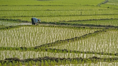 Chuyển đổi 78,26 ha đất trồng lúa sang đất phi nông nghiệp