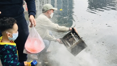 Ngày ông Công, ông Táo: Phóng sinh cá chép, “tiện tay” thả tro xuống hồ