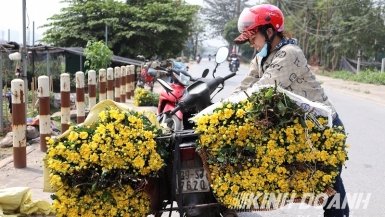 Làng hoa Tây Tựu: Giá hoa có dấu hiệu nhích dần lên