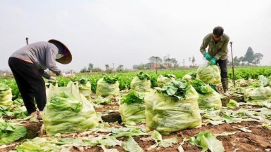 Nông sản Hà Nội: Mong hỗ trợ kết nối tiêu thụ chứ không phải “giải cứu”