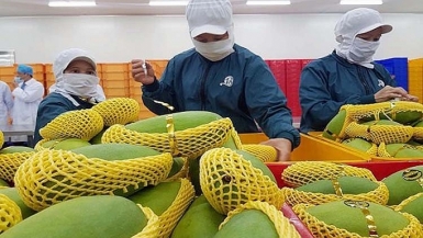 Kết nối doanh nhân kiều bào, đưa nông sản Việt vào chuỗi giá trị toàn cầu