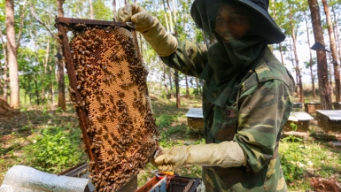 Việt Nam nói gì về việc Mỹ áp thuế chống bán phá giá 400% với mật ong?