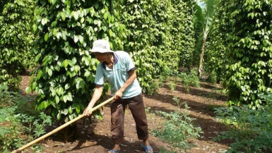 Hồ tiêu lại đối mặt với nguy cơ phải “giải cứu”