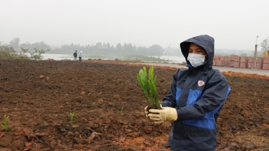 Công ty cổ phần Gốm Đất Việt hưởng ứng Chương trình trồng mới 1 tỷ cây xanh