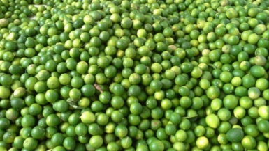 Giá chanh TP HCM tăng gấp bốn, đắt hơn cam sành