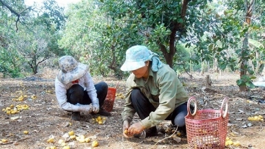 Bán điều non, nhiều hộ dân ở Bình Phước trắng tay