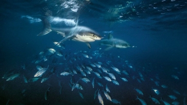 Sử dụng vệ tinh để bảo vệ cá mập