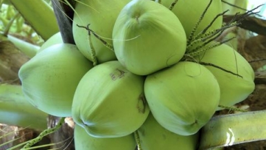 Giá dừa xiêm xanh Bến Tre tăng mạnh