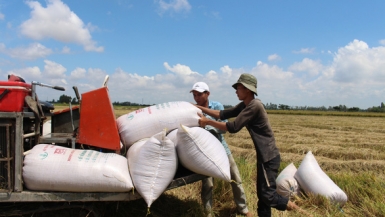 Kiểm soát xuất khẩu lúa gạo theo từng tháng
