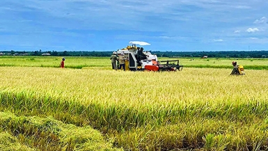 Khuyến khích nông dân sử dụng giống lúa chất lượng cao, đạt tiêu chuẩn xuất khẩu