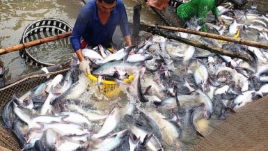 Ngành cá tra tìm cách “chinh phục” thị trường nội địa
