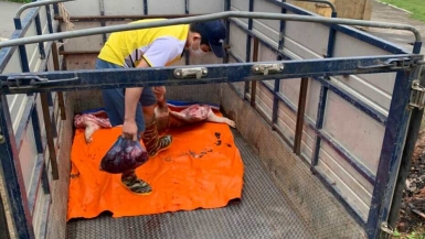Vĩnh Phúc: Bắt vụ vận chuyển lợn chết từ Lập Thạch về Vĩnh Yên tiêu thụ