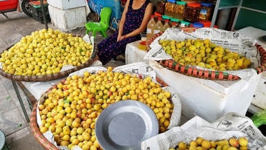 Mùa mơ vàng ươm trên các con phố Hà Nội