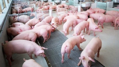 Giá thịt lợn tăng cao: Cơ hội bình ổn ngành chăn nuôi