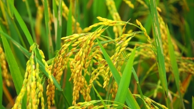 Nông dân phấn khởi khi giá lúa, gạo tăng cao
