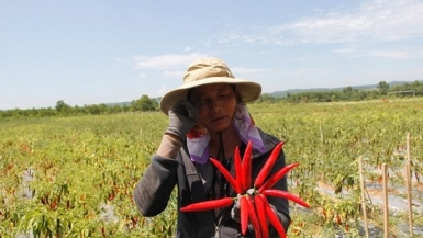 Quảng Trị kêu gọi công chức mua ớt giúp nông dân