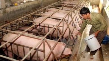Người nuôi lợn không nên “găm hàng” chờ giá lên