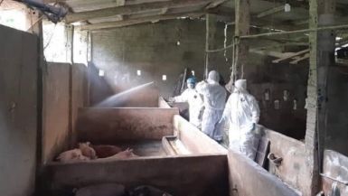 Một số biện pháp khẩn cấp về quản lý giết mổ lợn, tiêu thụ sản phẩm từ lợn